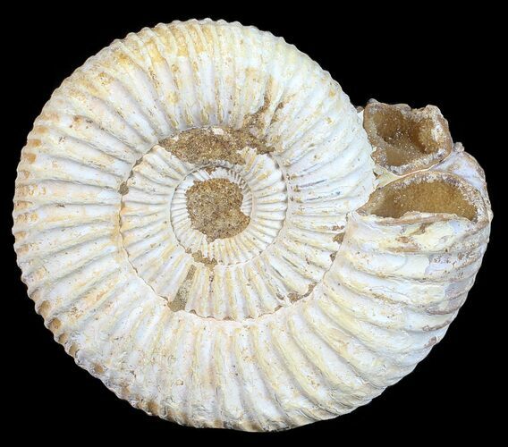 Perisphinctes Ammonite - Jurassic #54226
